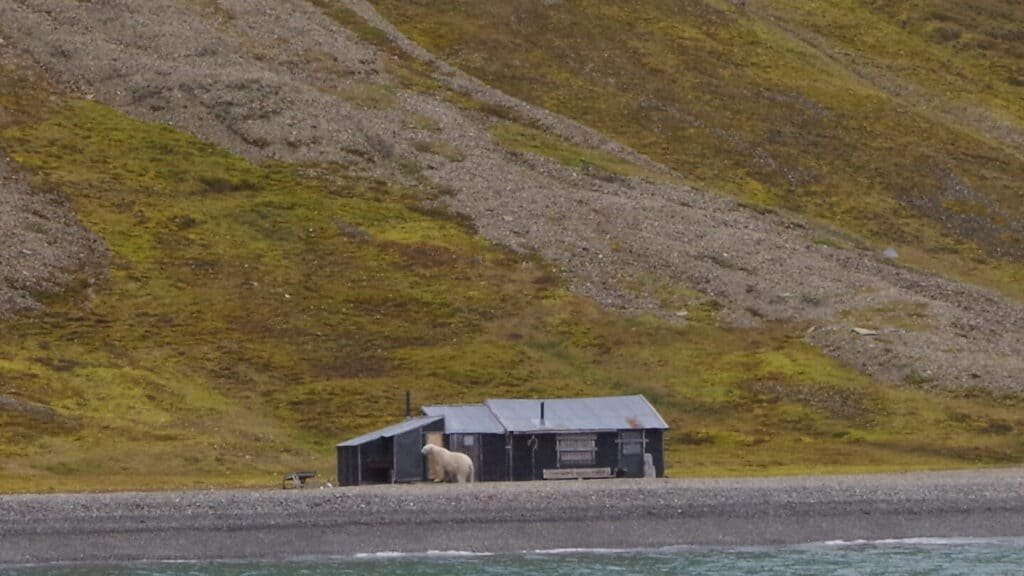 a polar bear snooping around the cabin